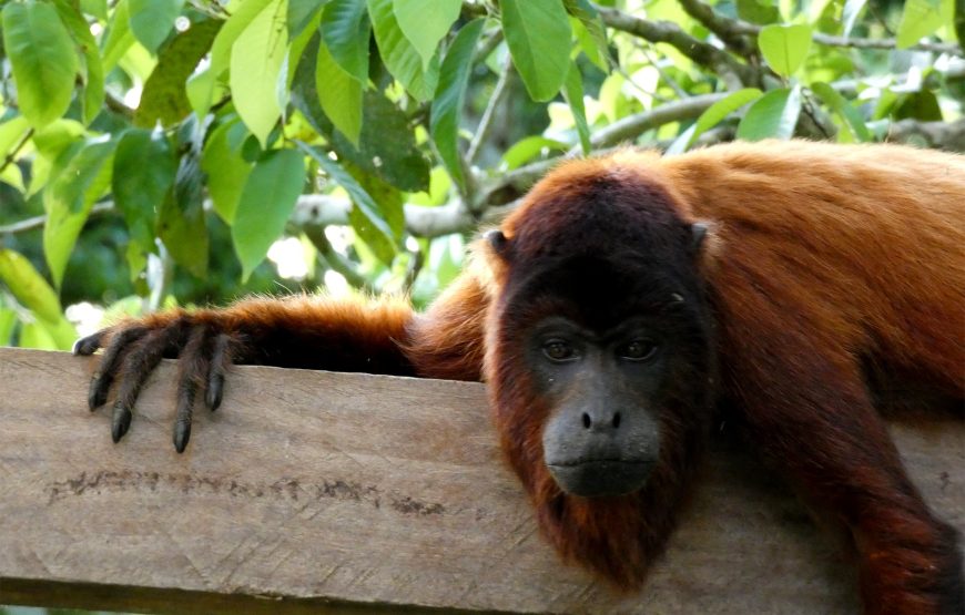 Piranha Tour Tambopata 4 Days