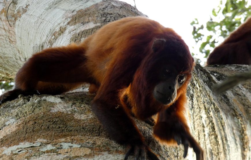 Piranha Tour Tambopata 4 Days