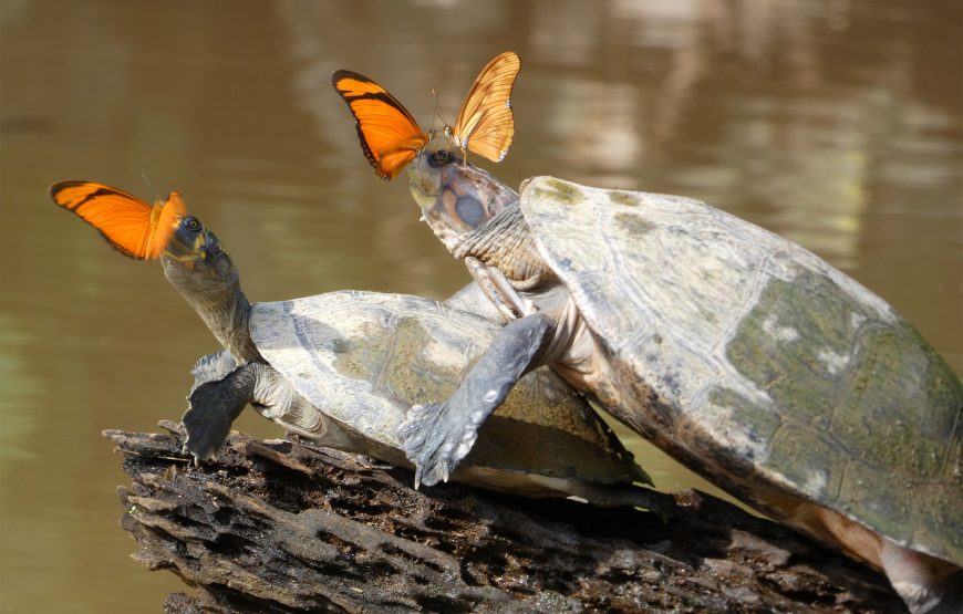Piranha Tour Tambopata 4 Days