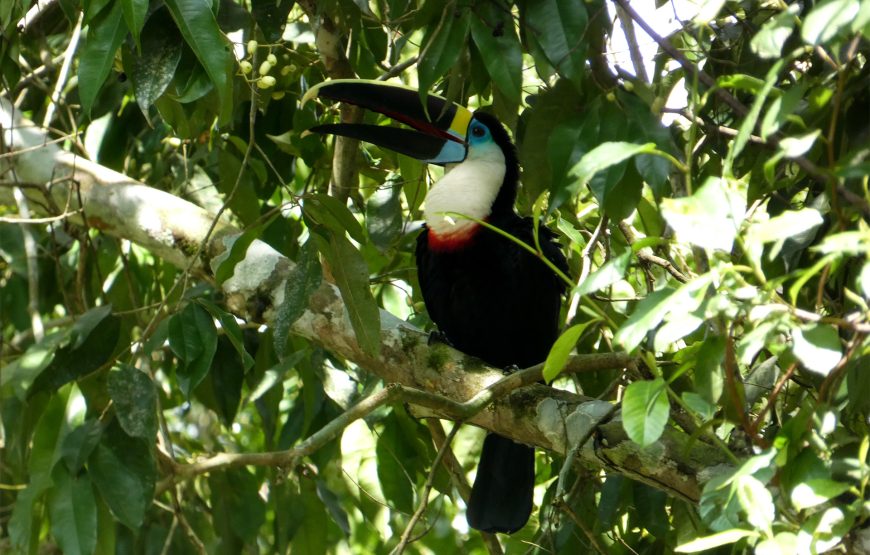 Piranha Tour Tambopata 4 Days