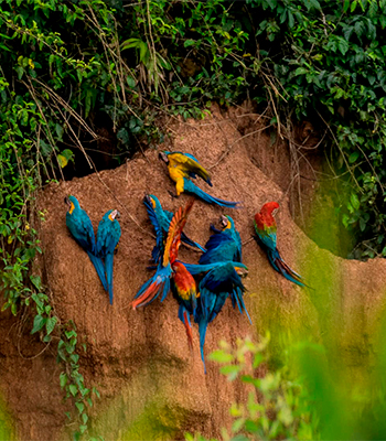 Background Contact Info