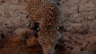 THE AMAZONIAN JAGUAR